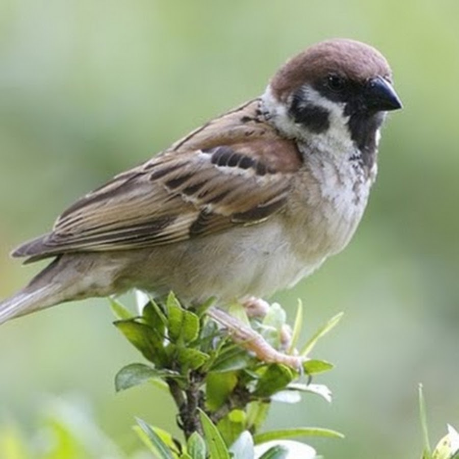 Detail Nama Makanan Burung Pipit Nomer 14