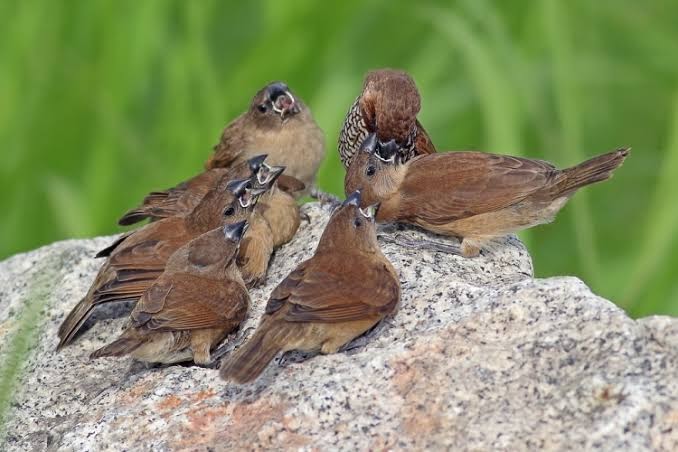 Detail Nama Makanan Burung Pipit Nomer 15