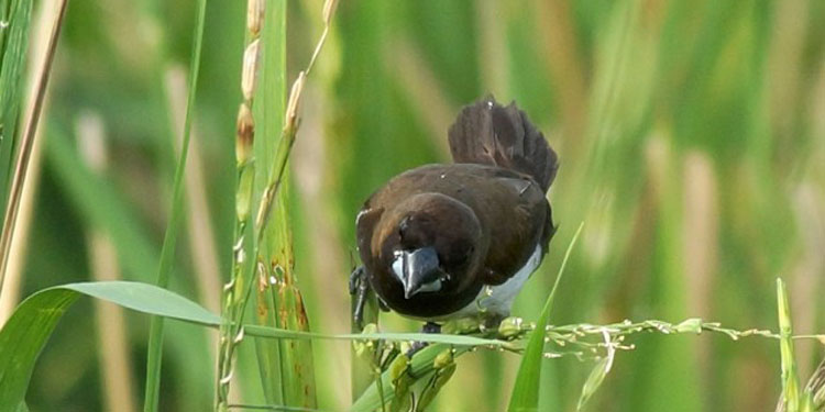 Detail Nama Makanan Burung Pipit Nomer 3