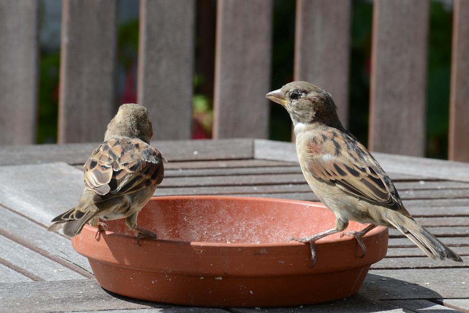 Detail Nama Makanan Burung Pipit Nomer 20