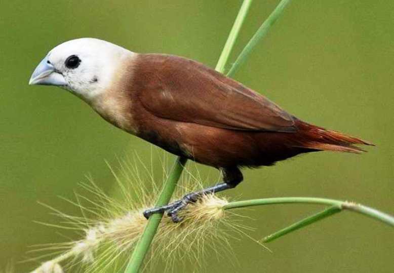 Detail Nama Makanan Burung Pipit Nomer 22