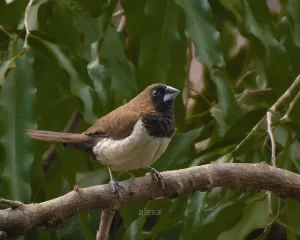 Detail Nama Makanan Burung Pipit Nomer 28