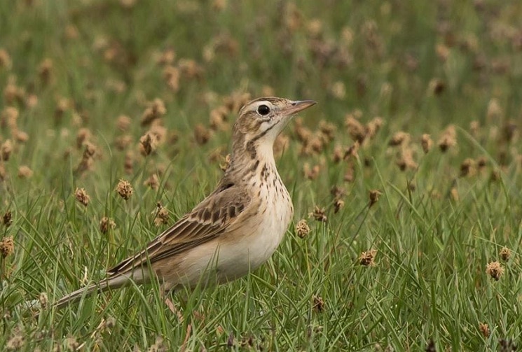 Detail Nama Makanan Burung Pipit Nomer 35