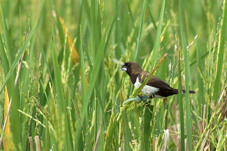 Detail Nama Makanan Burung Pipit Nomer 36