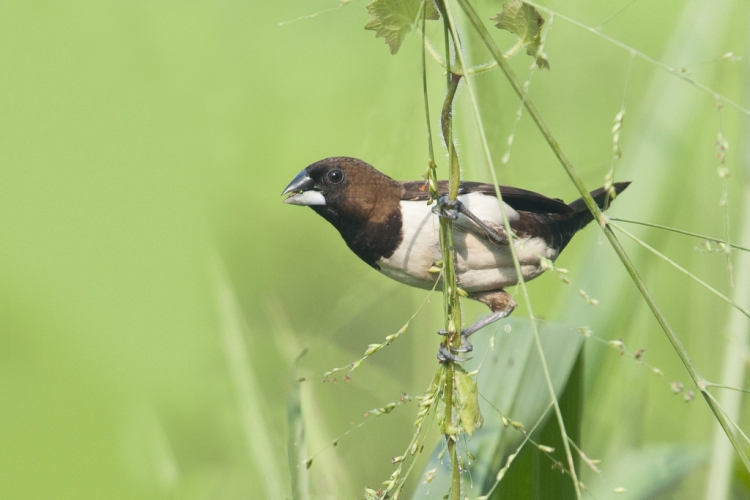 Detail Nama Makanan Burung Pipit Nomer 46