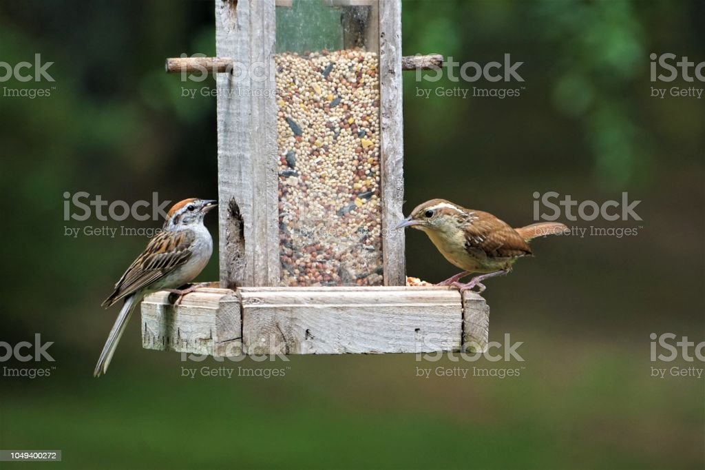 Detail Nama Makanan Burung Pipit Nomer 53