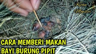 Detail Nama Makanan Burung Pipit Nomer 54