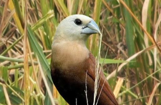 Detail Nama Makanan Burung Pipit Nomer 56