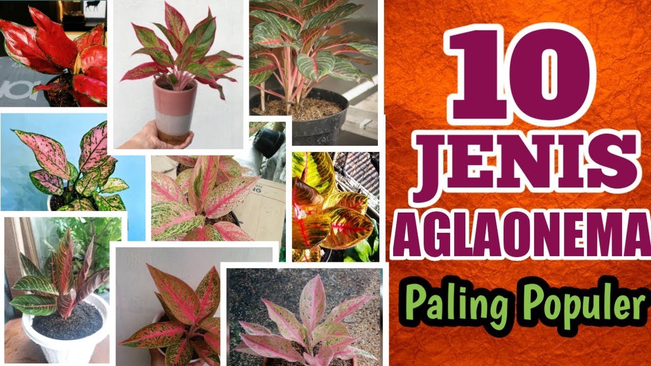 Detail Nama Nama Aglaonema Dan Gambarnya Nomer 25