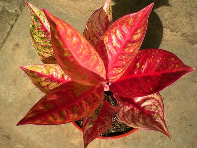 Detail Nama Nama Aglaonema Dan Gambarnya Nomer 29