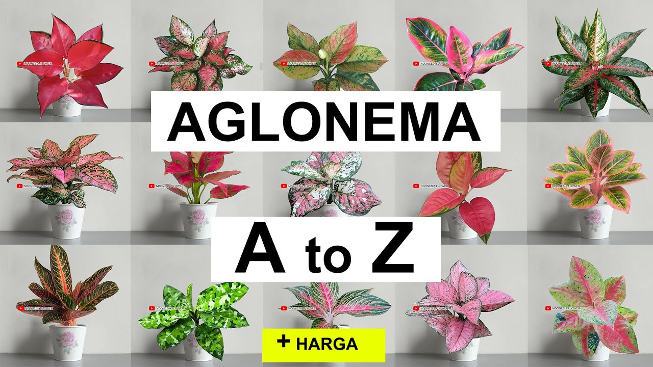 Detail Nama Nama Aglaonema Dan Gambarnya Nomer 5