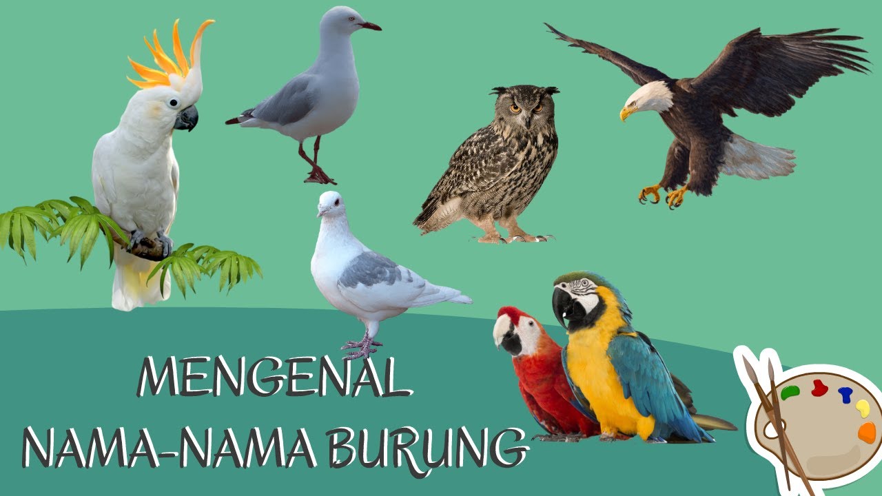 Detail Nama Nama Burung Dan Gambarnya Nomer 4