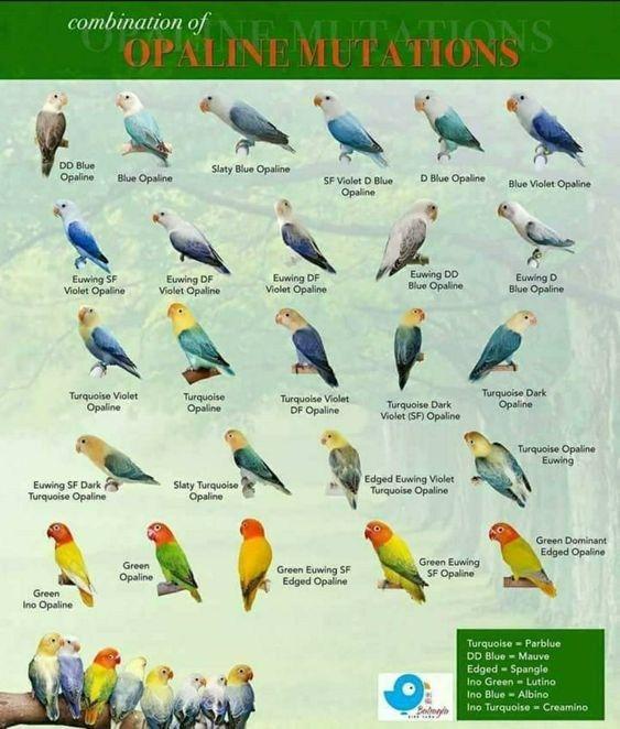 Detail Nama Nama Burung Dan Gambarnya Nomer 29