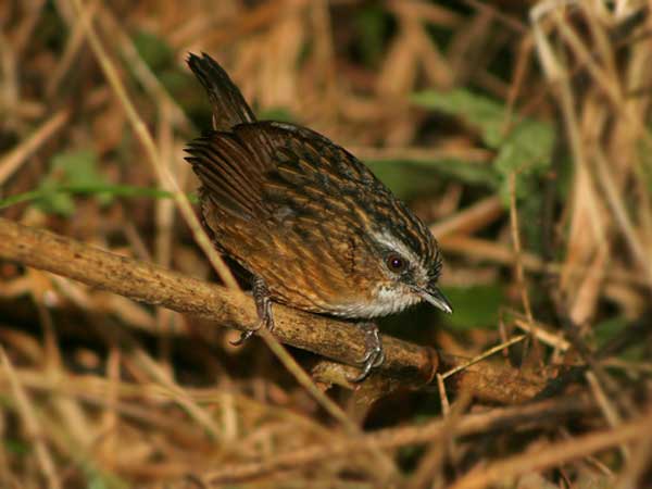 Detail Nama Nama Burung Dan Gambarnya Nomer 32