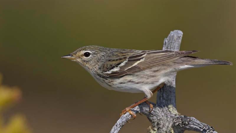 Detail Nama Nama Burung Dan Gambarnya Nomer 37