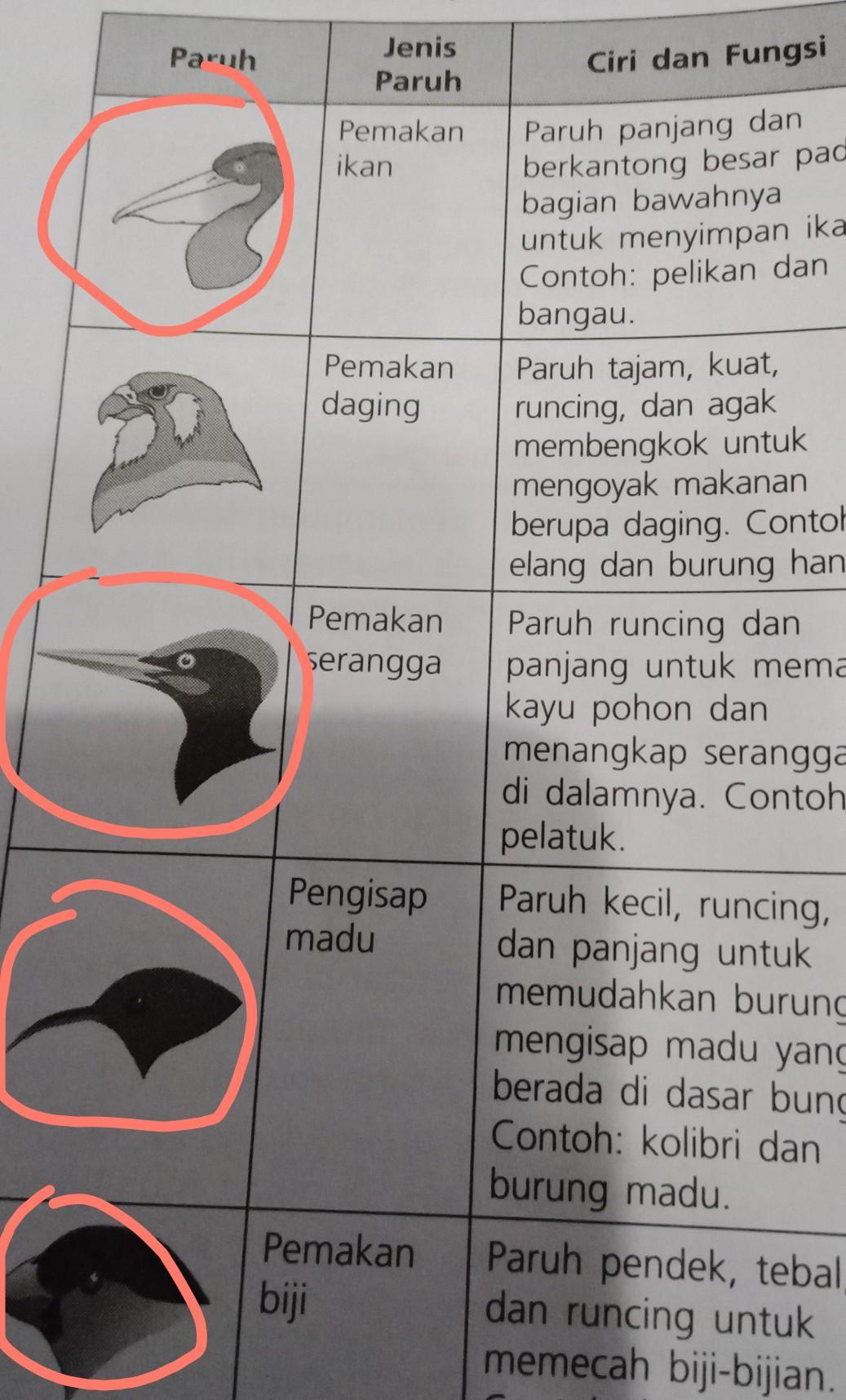 Detail Nama Nama Burung Dan Gambarnya Nomer 40