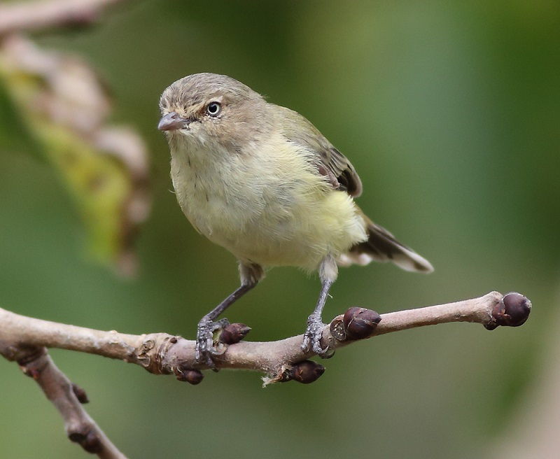 Detail Nama Nama Burung Dan Gambarnya Nomer 50