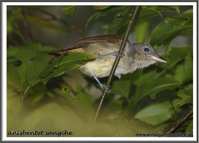 Detail Nama Nama Burung Kecil Dan Gambarnya Nomer 13