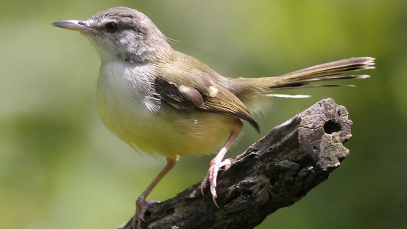 Detail Nama Nama Burung Kecil Dan Gambarnya Nomer 32