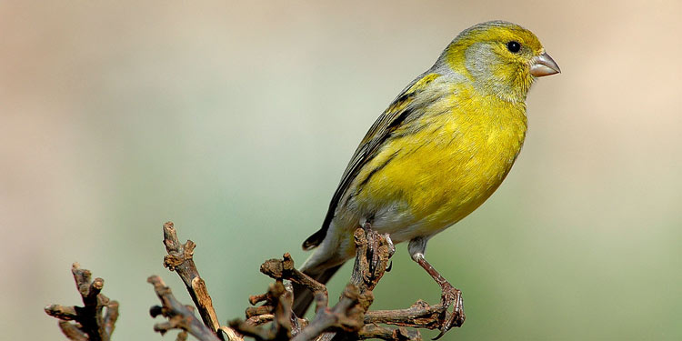 Detail Nama Nama Burung Kecil Dan Gambarnya Nomer 53