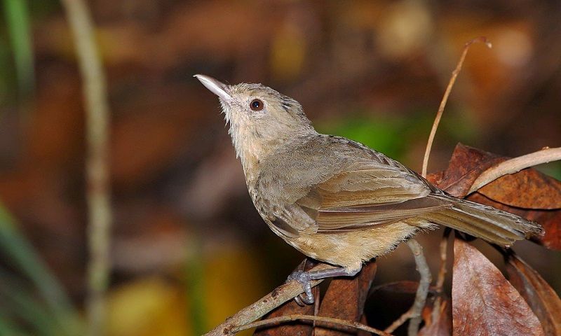 Detail Nama Nama Burung Kecil Dan Gambarnya Nomer 9