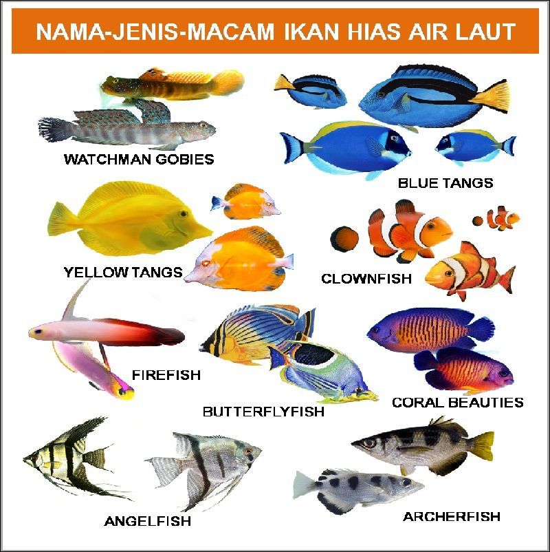 Detail Nama Nama Hewan Di Laut Nomer 30