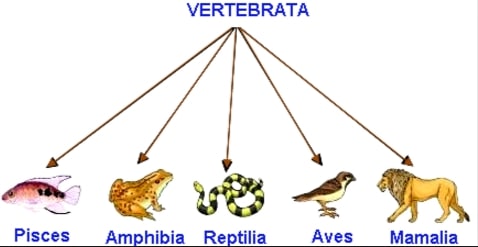 Detail Nama Nama Hewan Invertebrata Nomer 18