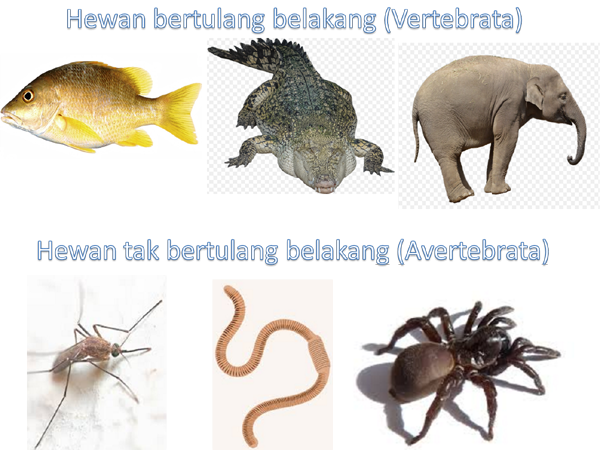 Detail Nama Nama Hewan Invertebrata Nomer 21