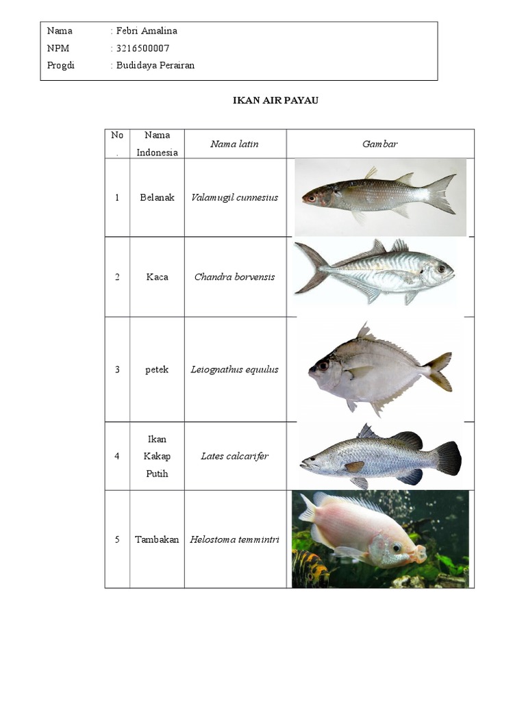 Detail Nama Nama Ikan Dan Gambarnya Nomer 13