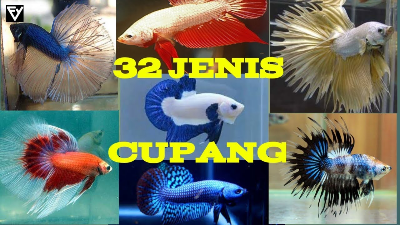 Detail Nama Nama Ikan Dan Gambarnya Nomer 15