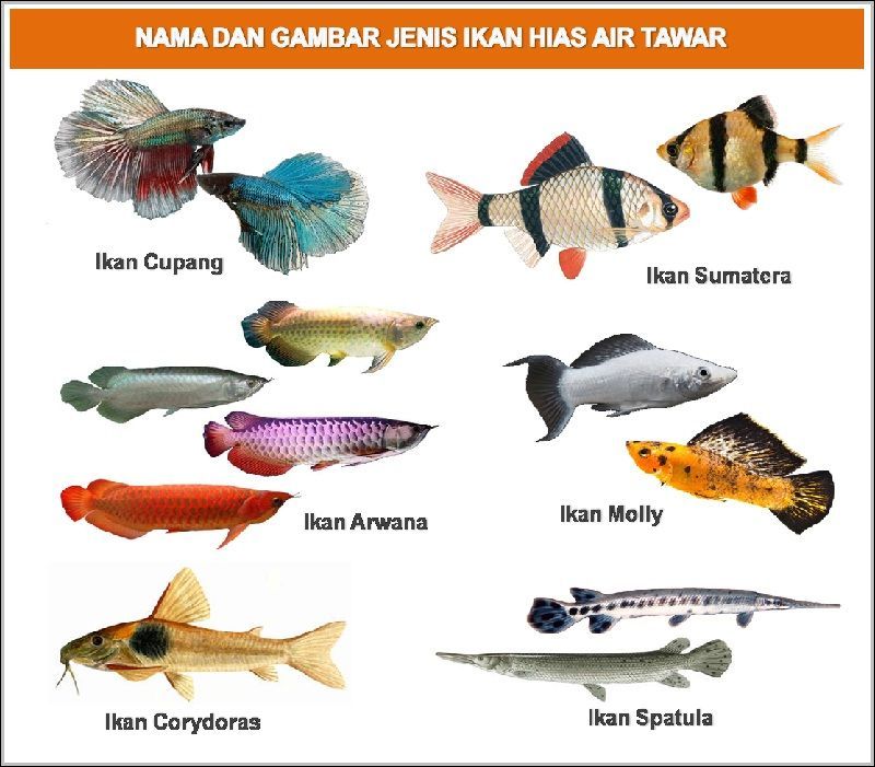 Detail Nama Nama Ikan Dan Gambarnya Nomer 4