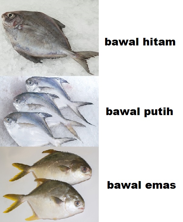Detail Nama Nama Ikan Di Pasar Nomer 35