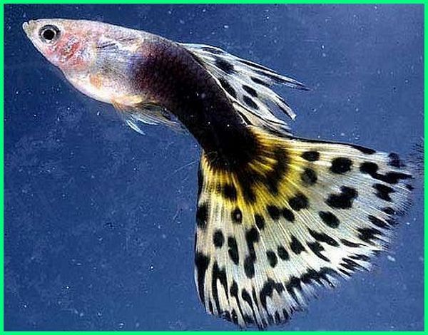 Nama Nama Ikan Guppy Dan Gambarnya - KibrisPDR