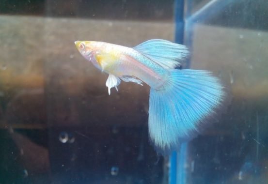 Detail Nama Nama Ikan Guppy Dan Gambarnya Nomer 12