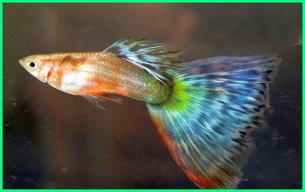 Detail Nama Nama Ikan Guppy Dan Gambarnya Nomer 19