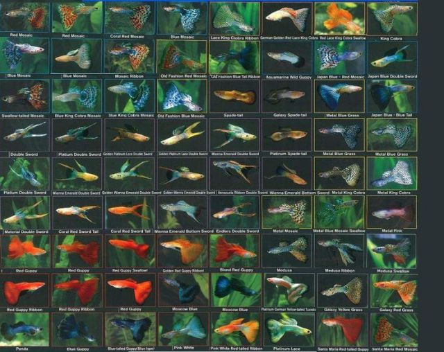 Detail Nama Nama Ikan Guppy Dan Gambarnya Nomer 30