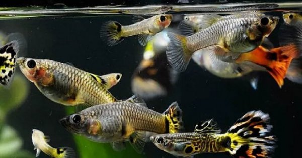 Detail Nama Nama Ikan Guppy Dan Gambarnya Nomer 32