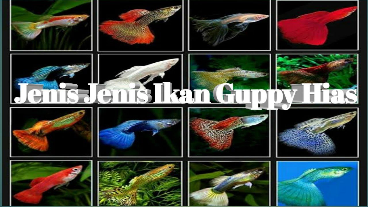 Detail Nama Nama Ikan Guppy Dan Gambarnya Nomer 37