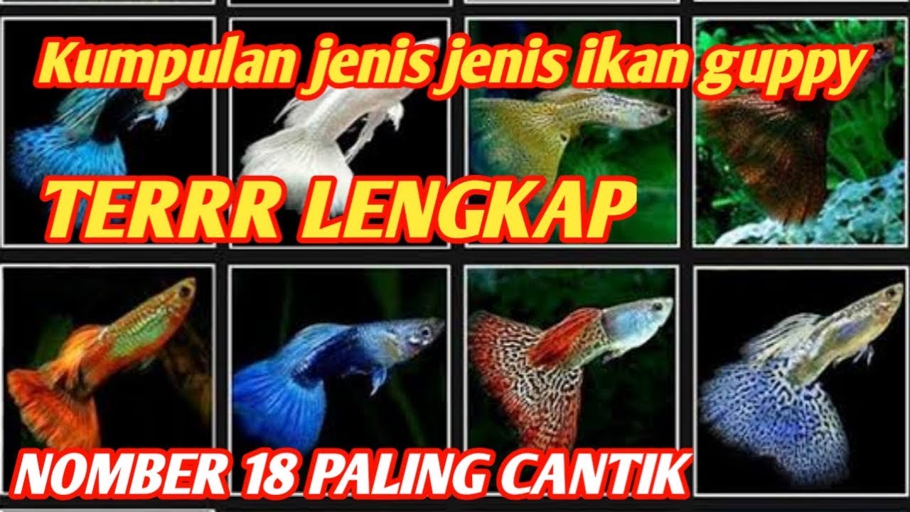 Detail Nama Nama Ikan Guppy Dan Gambarnya Nomer 40