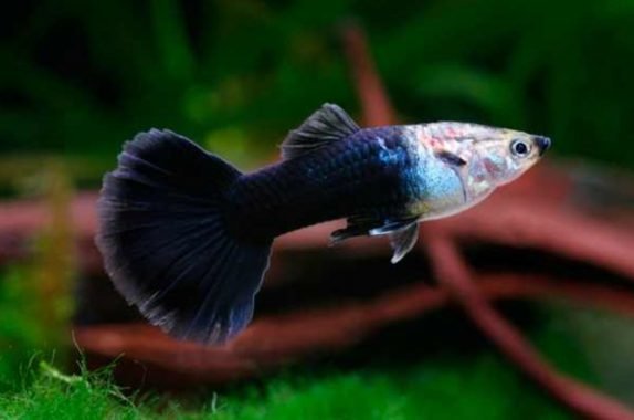 Detail Nama Nama Ikan Guppy Dan Gambarnya Nomer 51