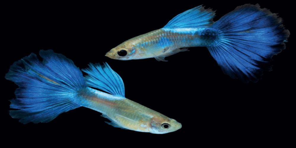 Detail Nama Nama Ikan Guppy Dan Gambarnya Nomer 52