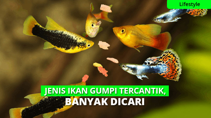 Detail Nama Nama Ikan Guppy Dan Gambarnya Nomer 53