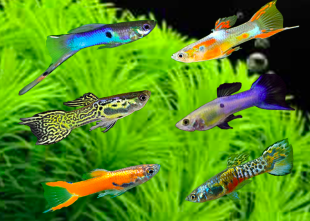 Detail Nama Nama Ikan Guppy Dan Gambarnya Nomer 7