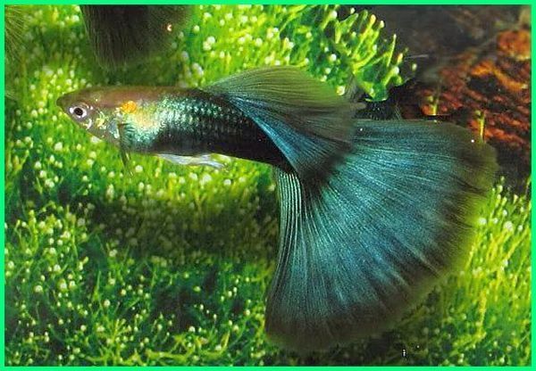 Detail Nama Nama Ikan Guppy Dan Gambarnya Nomer 8