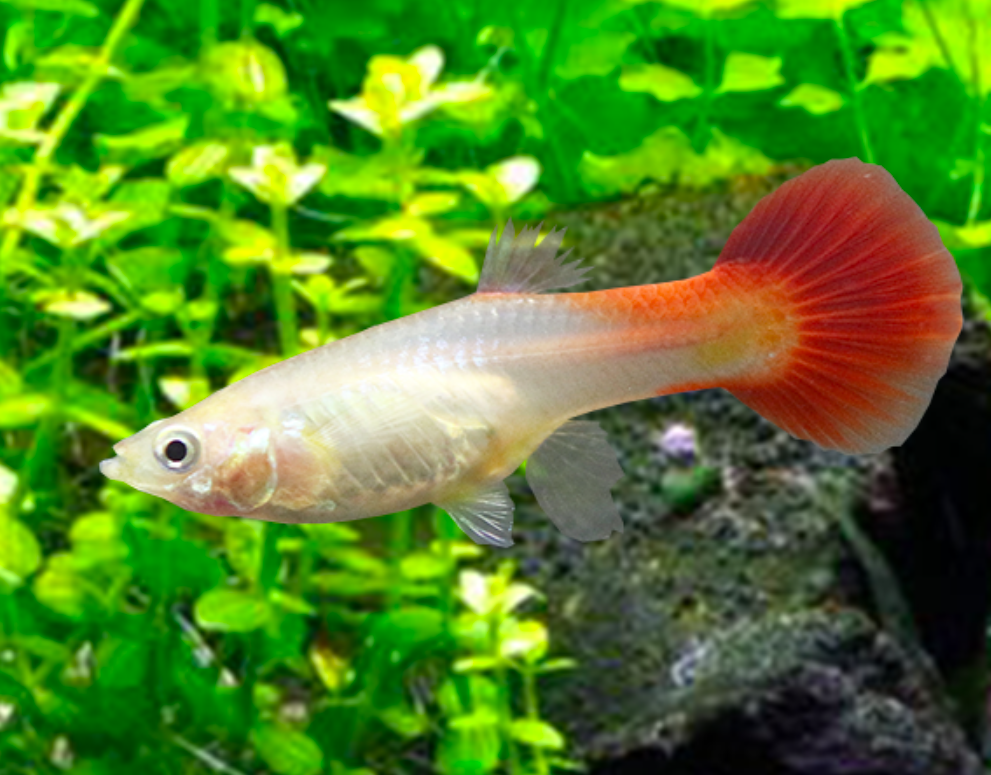 Detail Nama Nama Ikan Guppy Dan Gambarnya Nomer 9