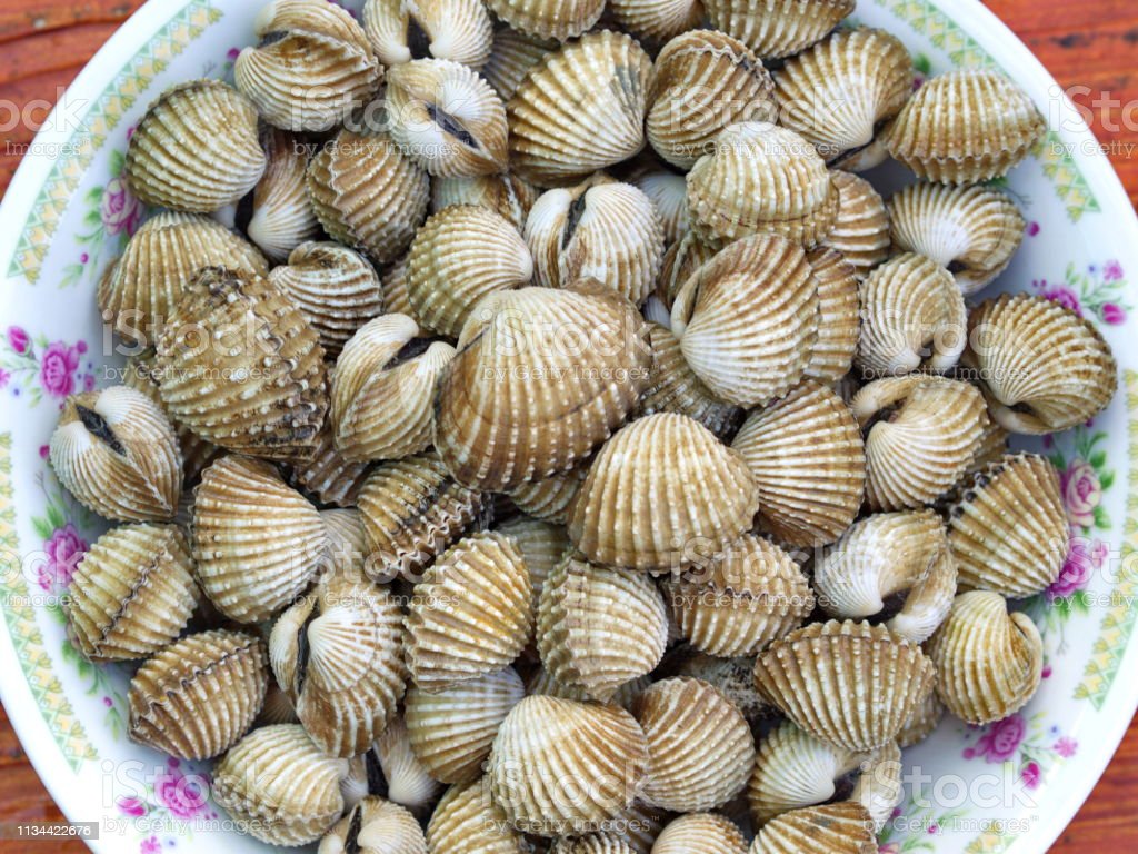 Detail Nama Nama Kerang Nomer 35