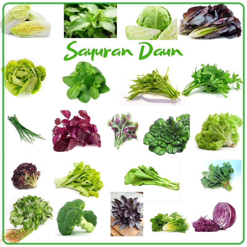 Detail Nama Nama Sayuran Daun Nomer 9