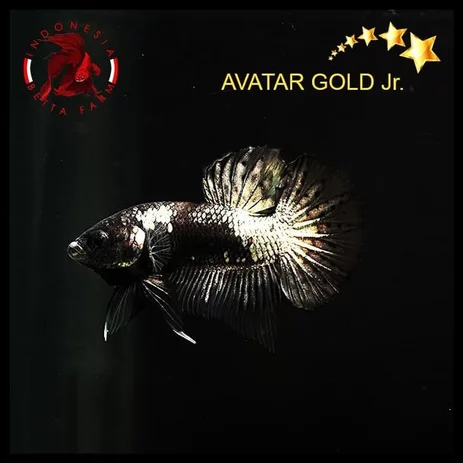 Detail Logo Cupang Avatar Gold Nomer 19