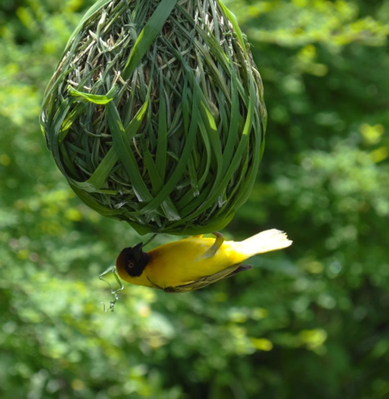 Detail Nama Rumah Burung Nomer 8