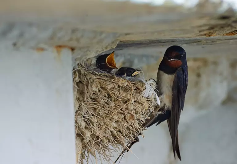 Detail Nama Rumah Burung Nomer 32